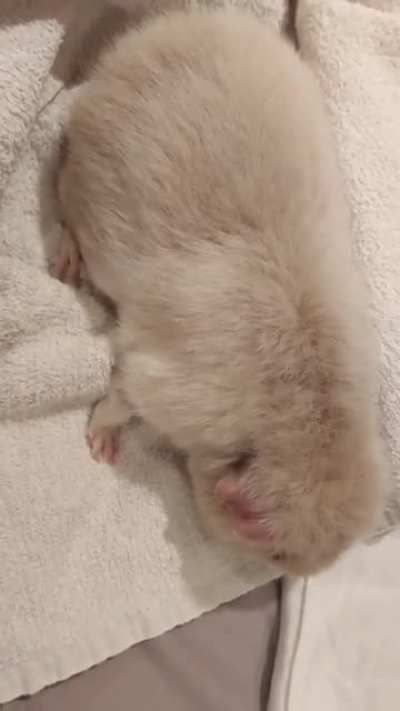 8 year old Sow, is this a normal noise?