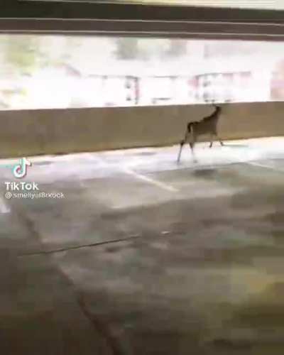 Where the deer goin???