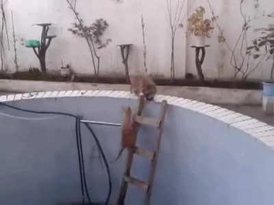 Cats In A Nutshell