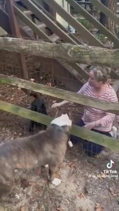 Karen demands man to put leash on his dog in his own fenced front yard