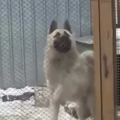 I knew this dog emote looked familiar...