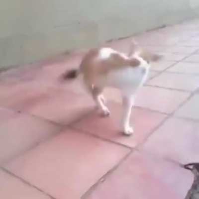 Kawawang Daga