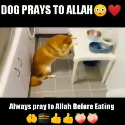 OMG guys I found Draven&rsquo;s ULTRA halal dog Mahmut and you won&rsquo;t believe wot happen!!1!😱😱😳🤭😟🥰🙏🙏