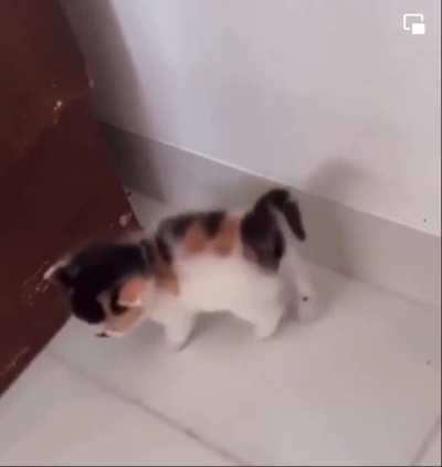 bonk