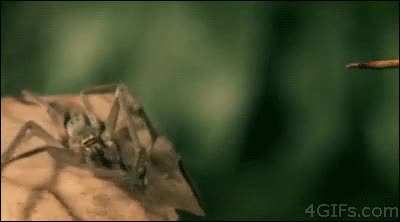 Ant commits suicide,,,,,,,,