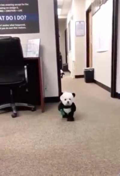 Puppy pandas!