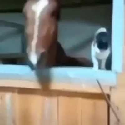 fack that cat