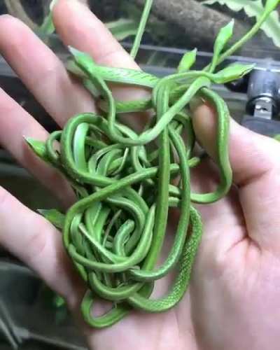 Bean sproutssssss