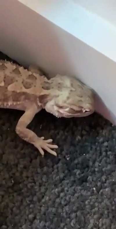 No buddy, you can&rsquo;t eat carpet.
