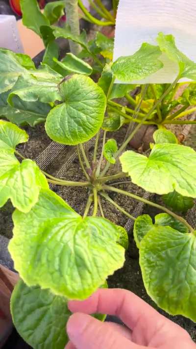 Wasabi Trials