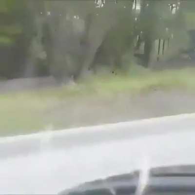 A bird hurrying a hedgehog along the road because it's dangerous