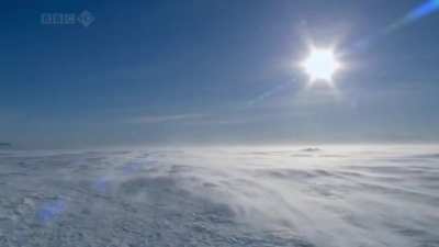 aaa