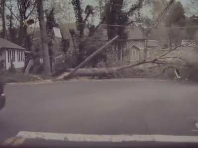 Tree Falling at Washington and Markham Last Night Almost Lands on Car