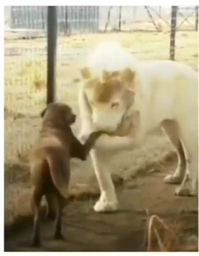 Esse le&atilde;o deu muita sorte, correu risco de vida, caramelo botou s&oacute; pra beijar a m&atilde;o, ops a pata
