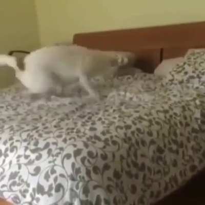 Someone will not sleep on her own bed tonight.