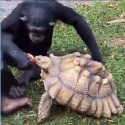 A chimpamzee feeding a tortoise