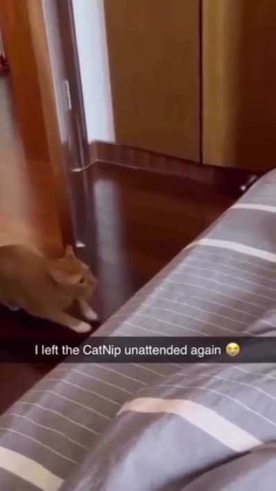 When half of the cat is overpowered
