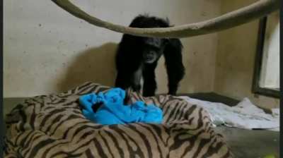 There was a baby chimp born at The Sedgwick County Zoo, the baby had to be put on oxygen for a few days. This is a clip of it being reintroduced to its mother for the first time.