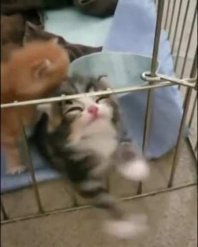 Poor kitty.