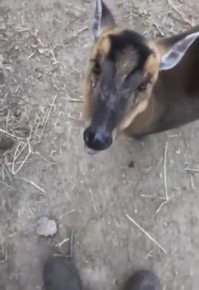 Deer eating banana slice.