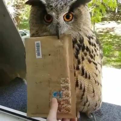 New mailman.