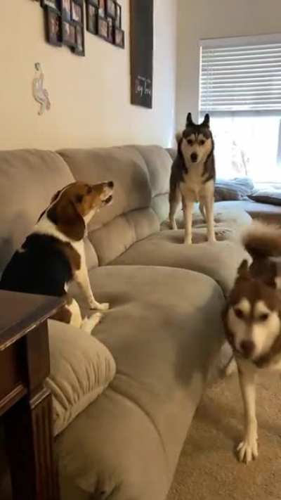 My husky&rsquo;s just wanted to play with their sister but she wasn&rsquo;t having it (Excuse the ripped couch it&rsquo;s life with three dogs)