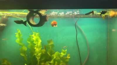 My mystery snail does this multiple times a day, just for fun!