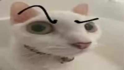 Meow 