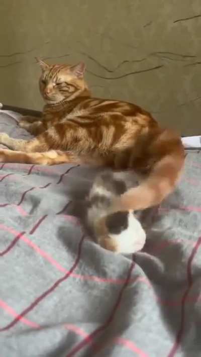 Wunk doesn&rsquo;t like little one
