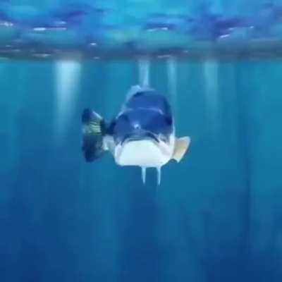 Mamawbo song  