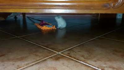 Legends say that a monster hides under the bed...