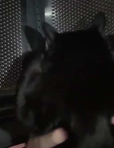 A rotating cat