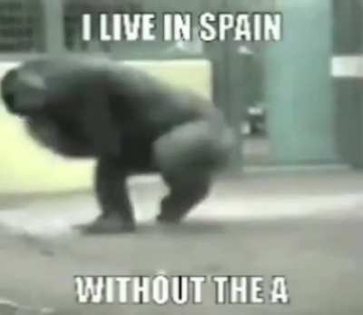 🦍