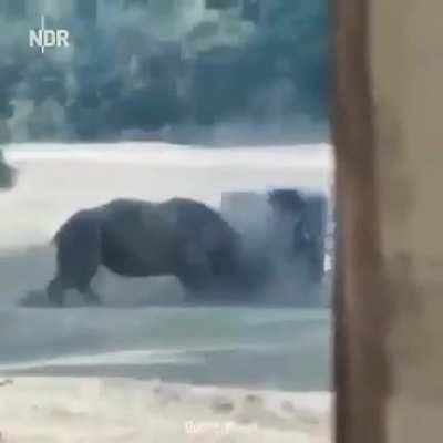 У носорога плохое зрение, но при его массе и габаритах это уже не его проблемы