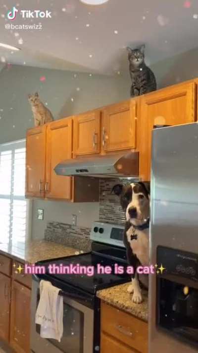 Bringing home a new dog