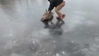 Чувак помогает оленю, застрявшему на гладком льду озера, добраться до берега