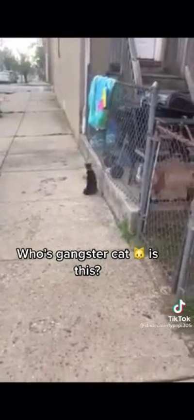 Mike Tyson&rsquo;s cat