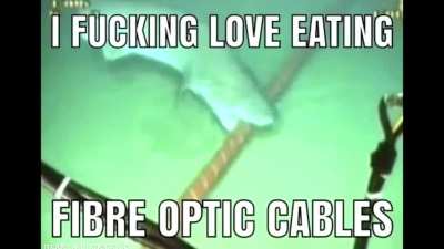 Moldy fibre optic