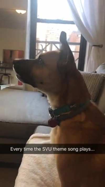 Dog I watch does this every time we watch Law &amp;amp; Order....