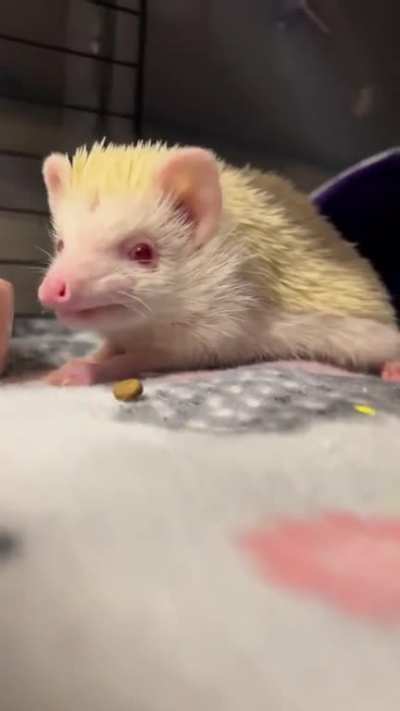 More wormiez, plz?