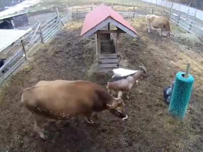 Cow &amp;amp; goat convened to cheer up their human, who seemed to have a rough day.
