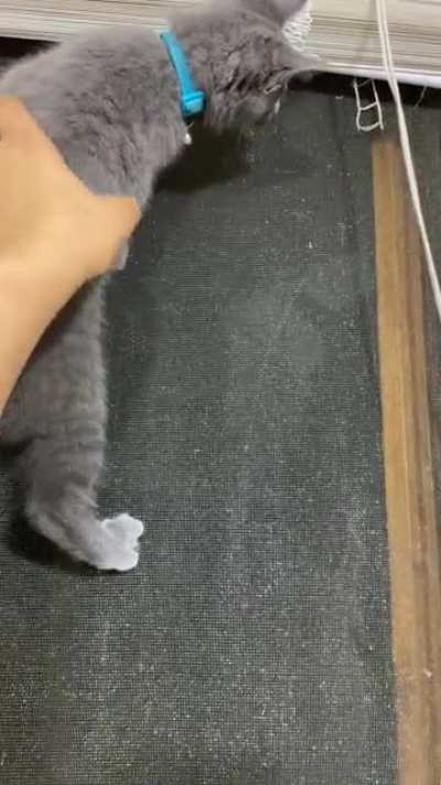 Since you guys liked Kyle so much, here&rsquo;s his sister climbing the screen on the window