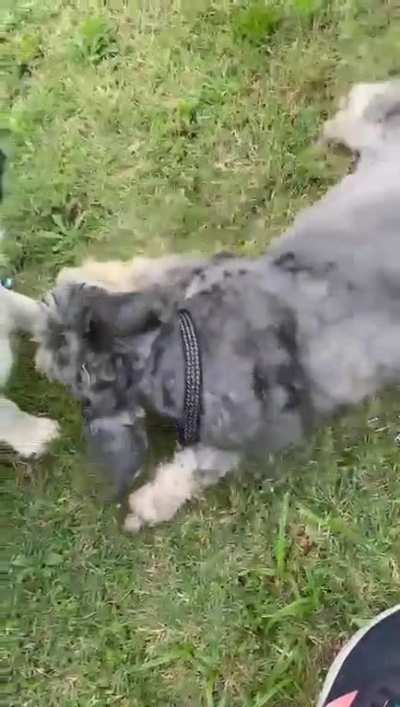 Dog fighy