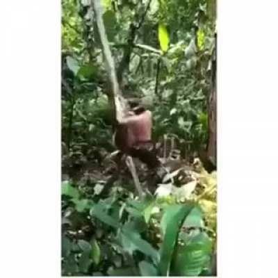This man breaks a tree with his bare hands.