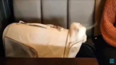 Blursed cat 🙀