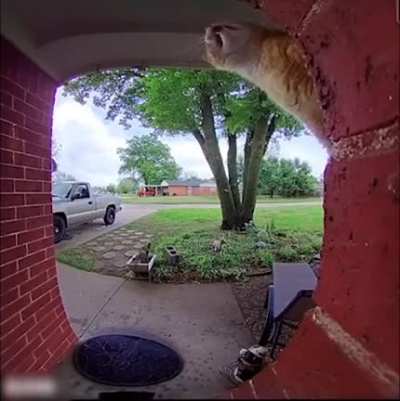 Cat talking through doorbell