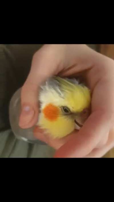Basil Nibble Scritches