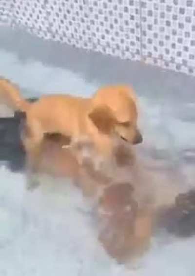 Man&rsquo;s best friend.