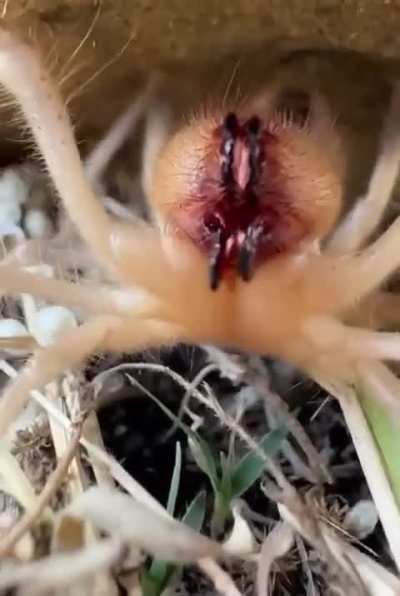 Camel Spiders scream when they are feeling threatened