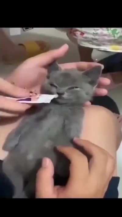 Cat 2